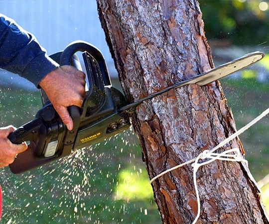 Спил деревьев в Сарове и  Нижегородской области
